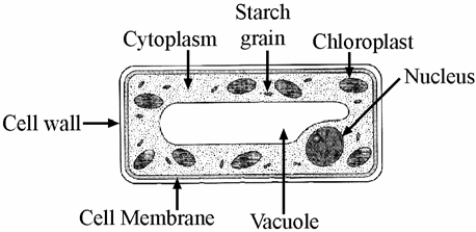 animal plant cells