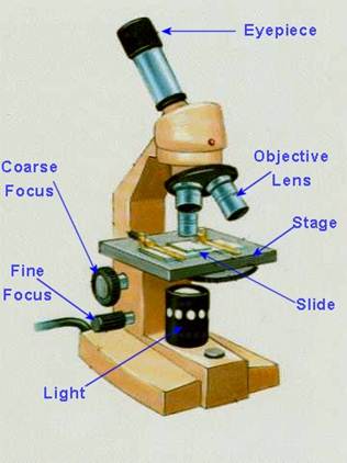 Animal and plant cells